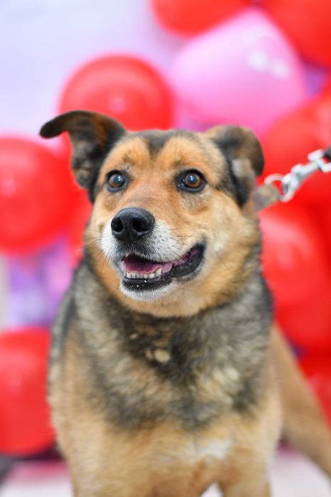 Proszę podaruj mi dom i miłość!