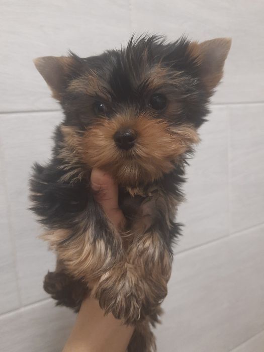 А не Вас выглядывает малыш ?