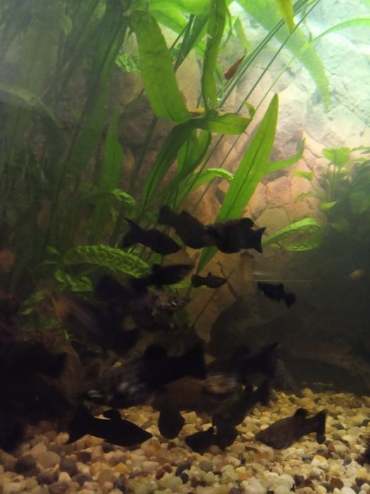 Ryby - Molinezje i Mieczyki