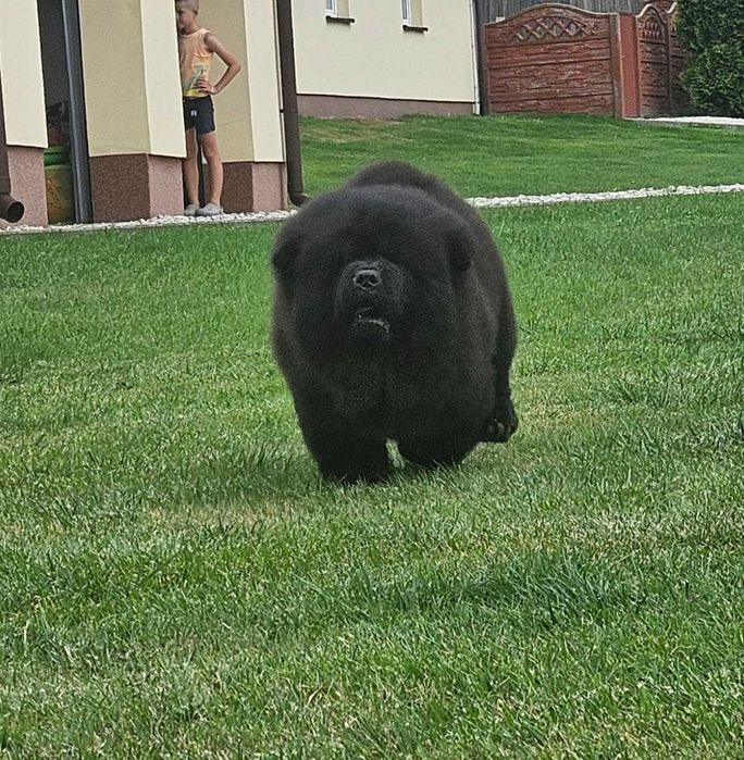 Chow Chow Gabi z rodowodem