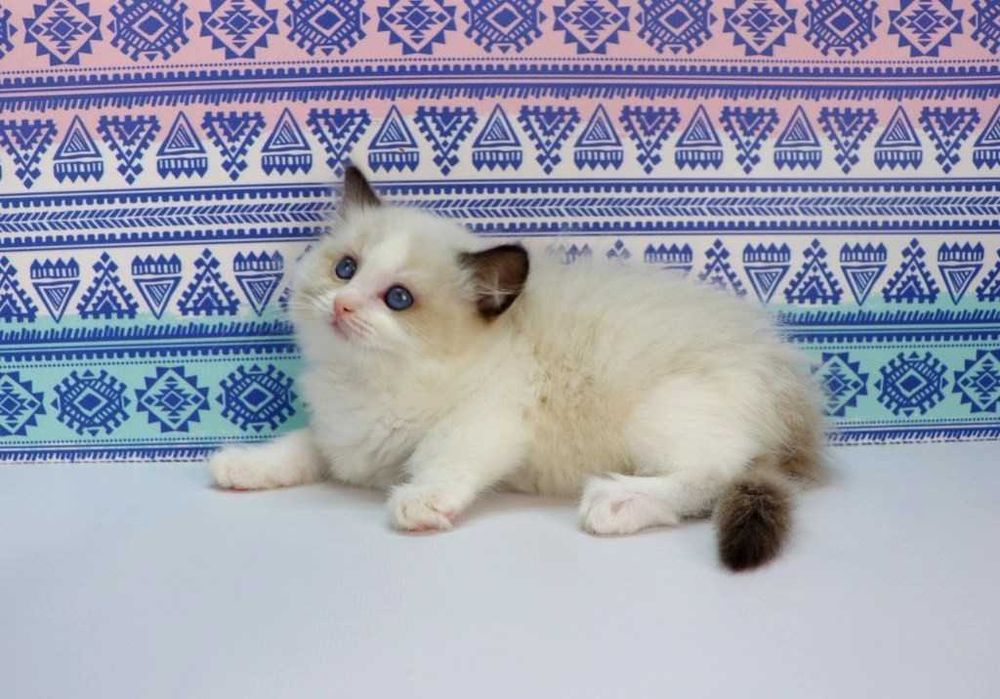 У продажу хлопчик з розплідника -РЕГДОЛЛ//Ragdoll-