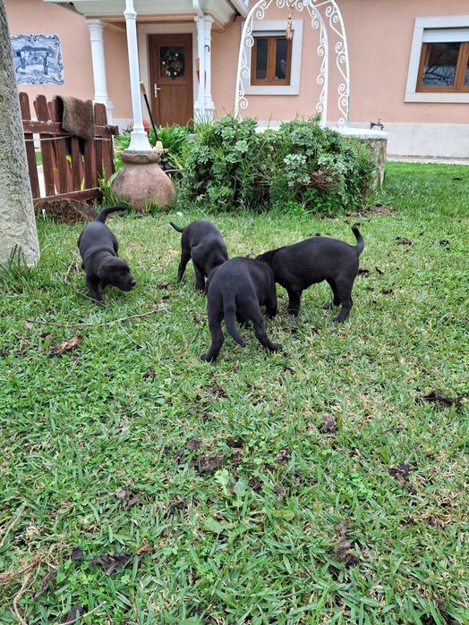 Cachorros de porte médio, filhos de animais muito meigos e obedientes.