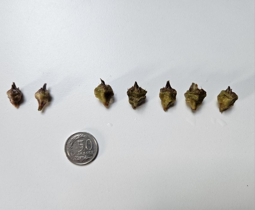 Bulwa Alokazja Heterophylla