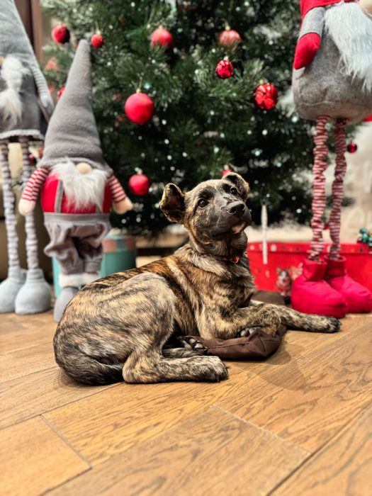 Метиси віддам безкоштовно