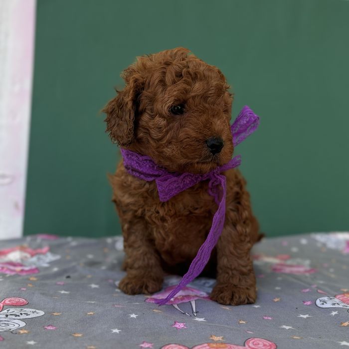 шикарний хлопчик у забарвленні RED BRAUN.