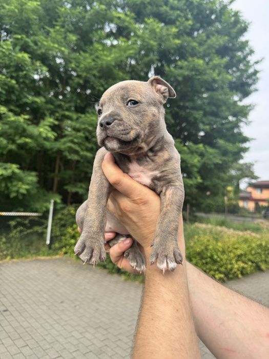 Amstaff blue i blue pregowany