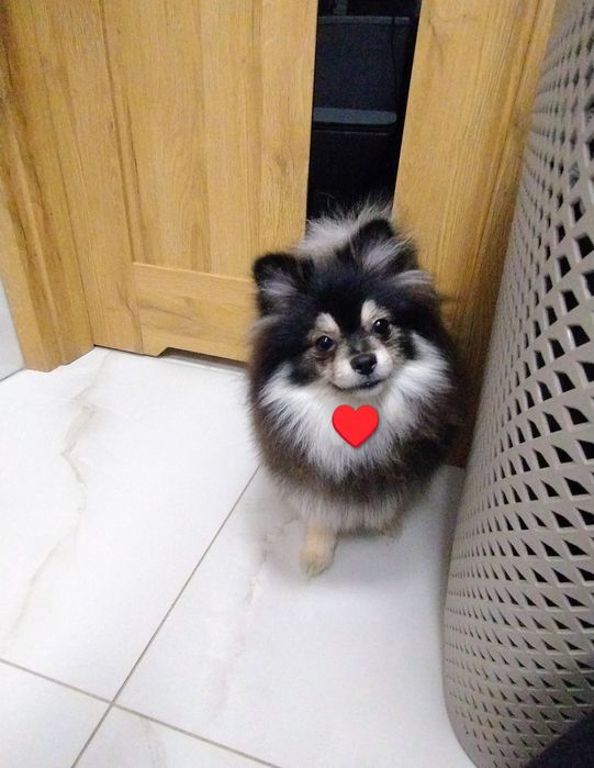 Szpic miniaturowy pomeranian piesek