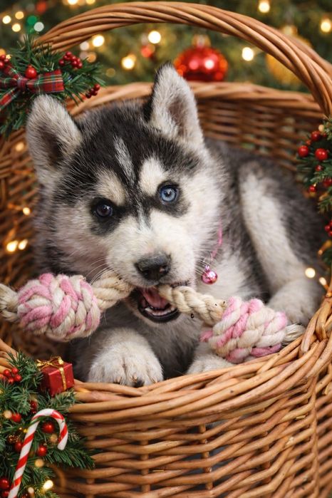 Siberian Husky-małe piękności!