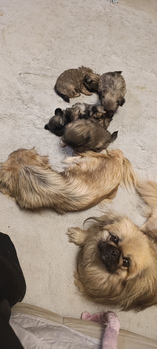 Дівчинка пекінес шукає люблячу родину