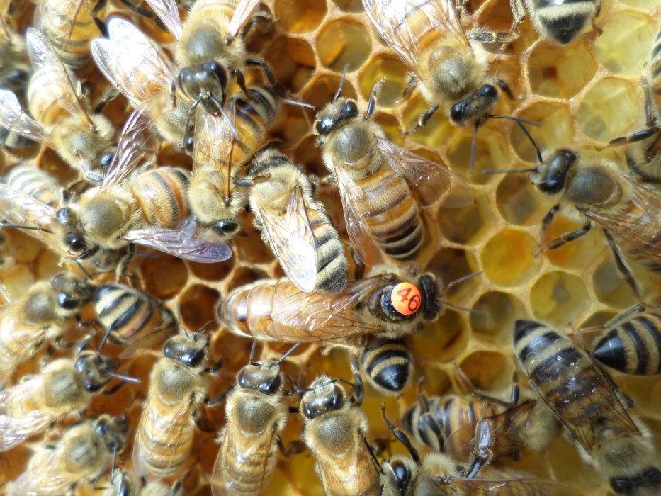 Бджоломатки (Пчеломатки-матки) Бакфаст F1 2026 р.