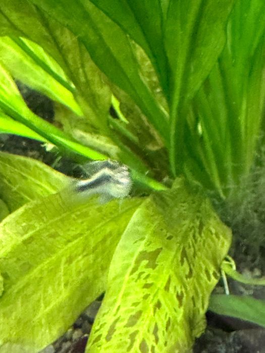 Crias de Kribensis 3/4cm