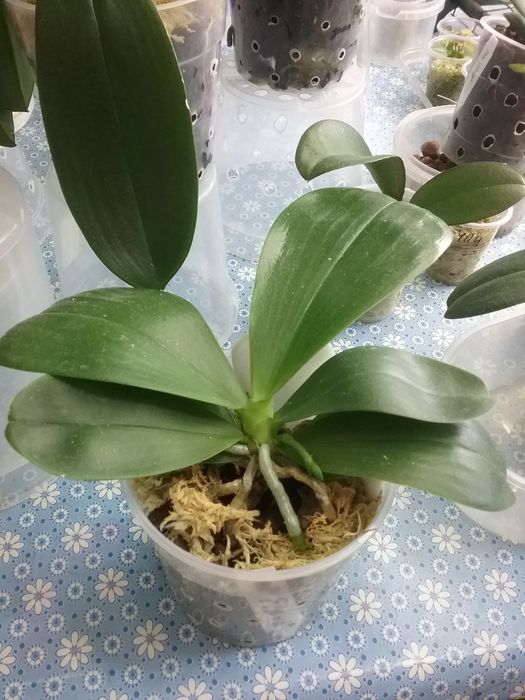 Орхидея Миту Рефлекс Кинг Флава # 1 з цветоносом