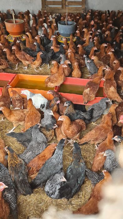 Kury nioski z jajkami młode ROSA kolorowe 25 tyg. od PRODUCENTA