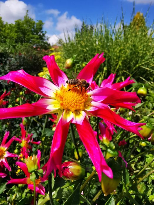 Dalia Honka -Mega Kolekcja 30 nasion.