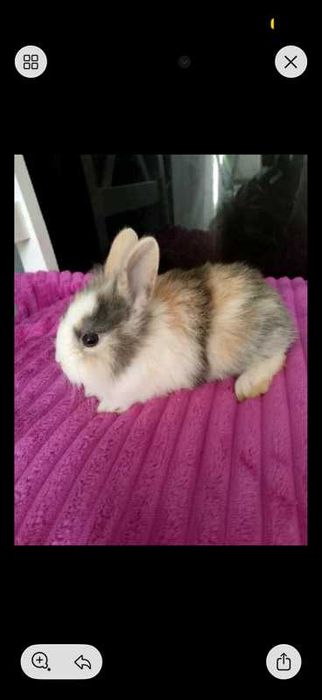 Króliczki miniaturki