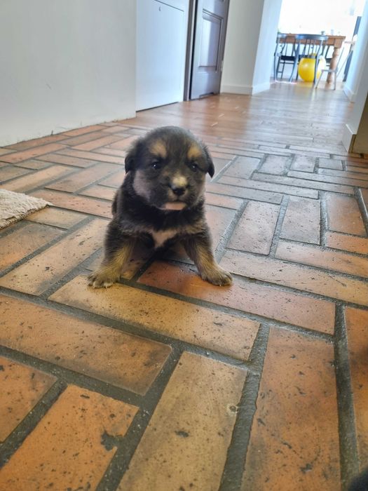 Oddam za darmo pieski