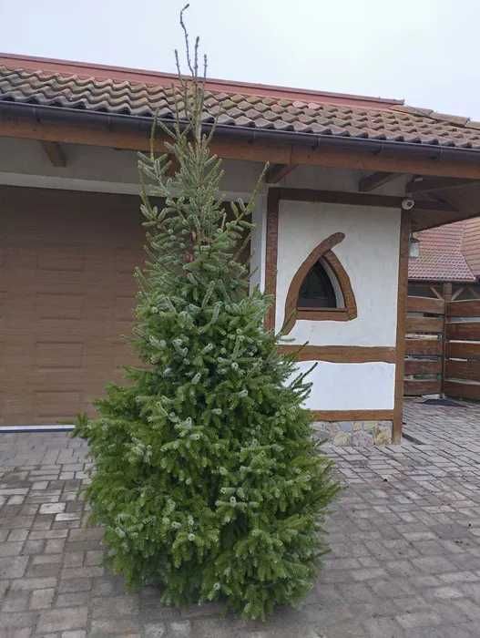 Choinki w doniczkach  produkcja własna Szkółka Roślin-Zalasewo