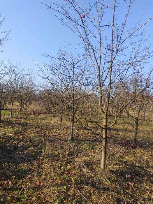 Земельна ділянка Бочківці