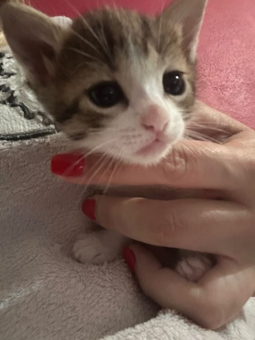 Animais para adoção