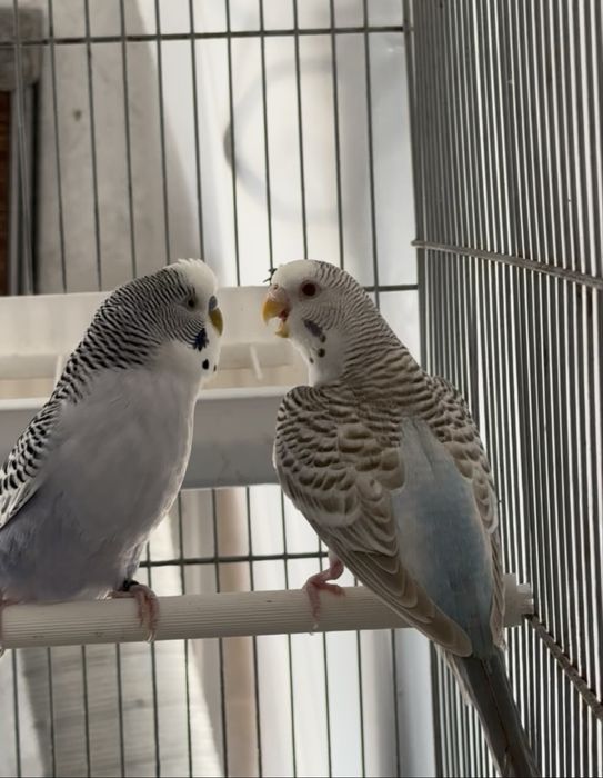 Periquito Texas - casal