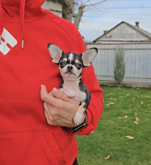 Чихуахуа. Чарівні красунчики.