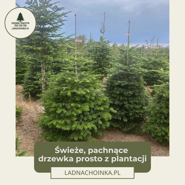 Jodła Kakuaska Świeża Choinka 50-220 cm DOSTAWA prosto z plantacji