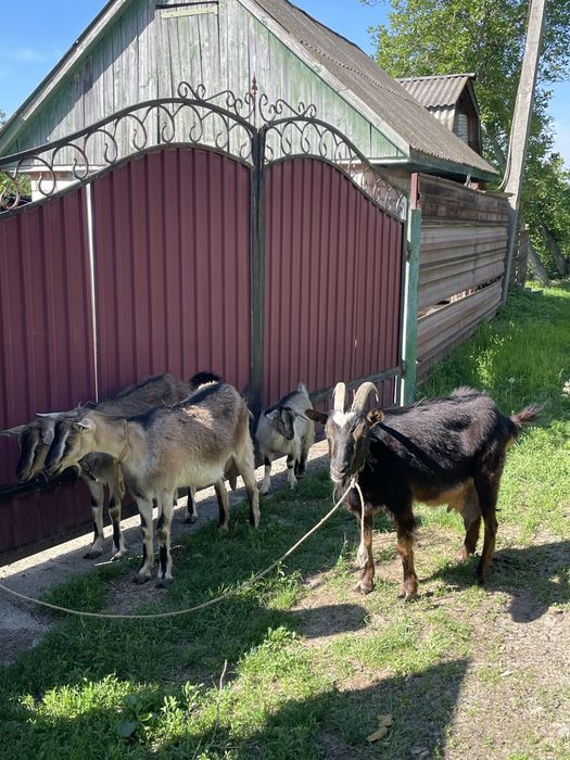 !!ДОГОВІРНА ЦІНА!! Продаються кози