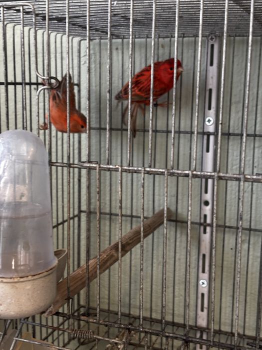 Canários topázii mosaico/vermelho e amarelo