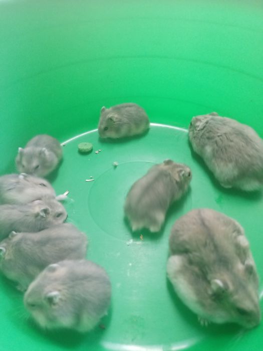 Vendo hamsters novo lar