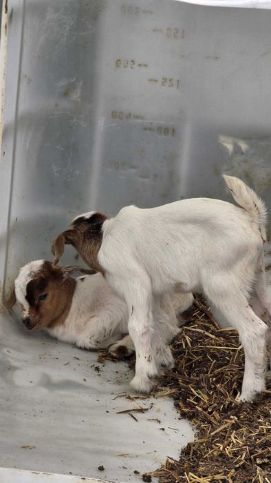 Cabrita fêmea cruzada Boer x Anã disponível para venda.