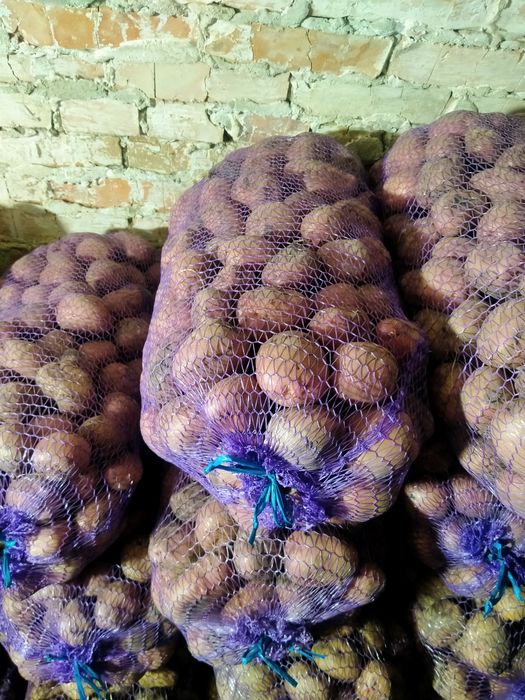 Продам картоплю їстівну і посадкову