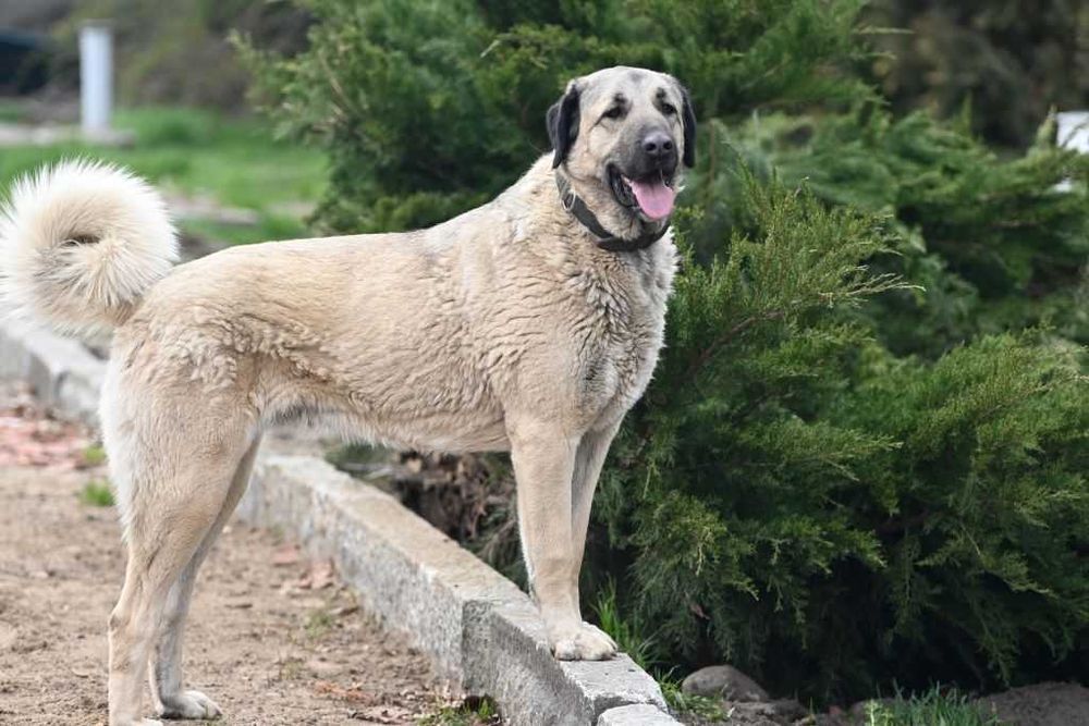 Kangal import Turcja ZKwP FCI