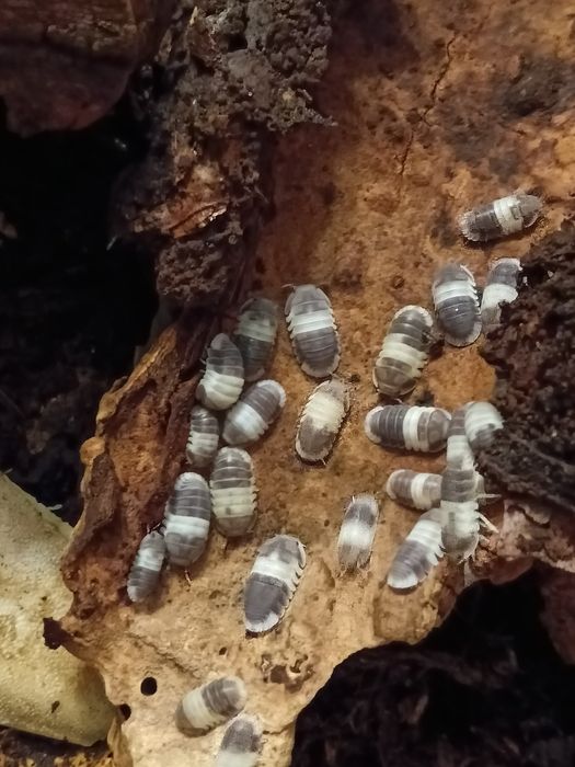 Izopody Cubaris sp. Panda King 20szt