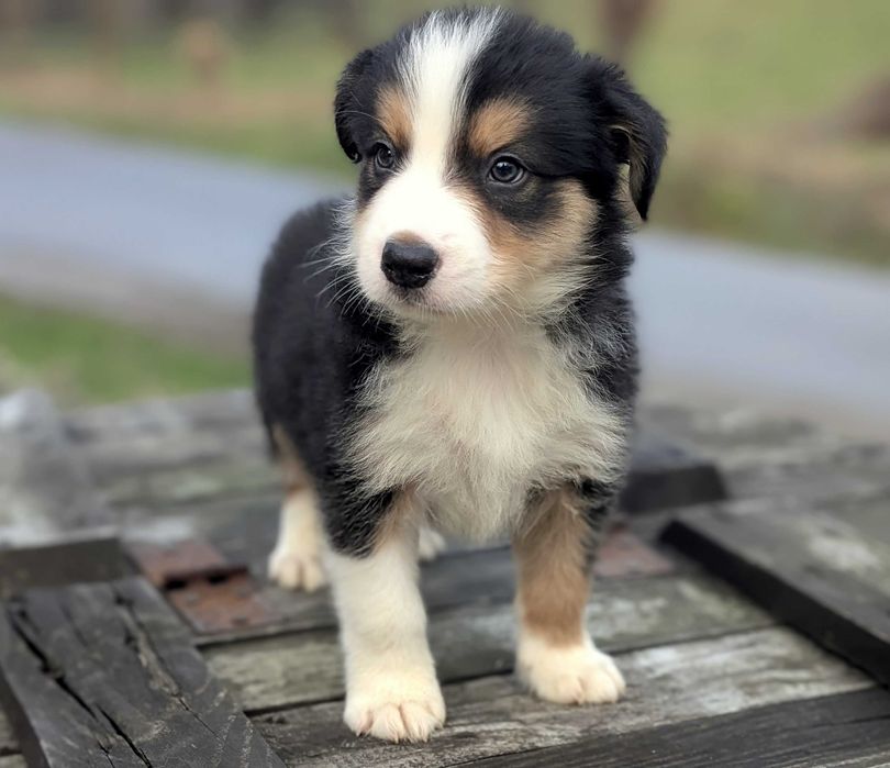 Border Collie pies samiec tricolor SHIRO przebadani rodzice