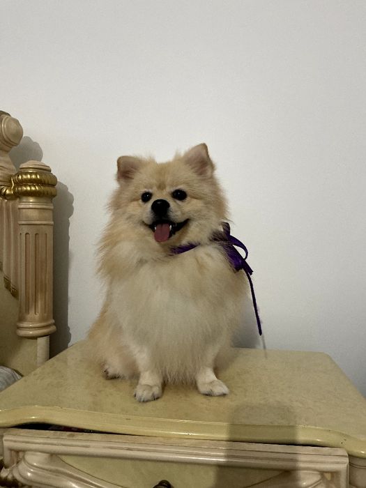 Ексклюзивні хлопчики Померанські шпіци з ідеальним характером