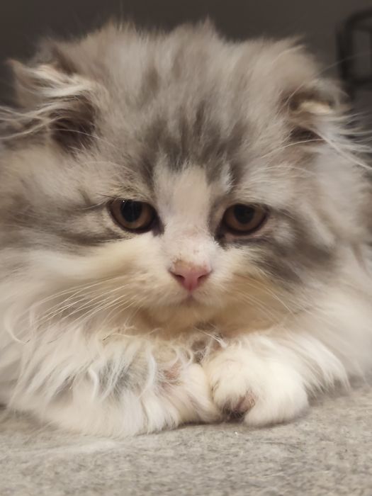 Gatinho Persa fabuloso