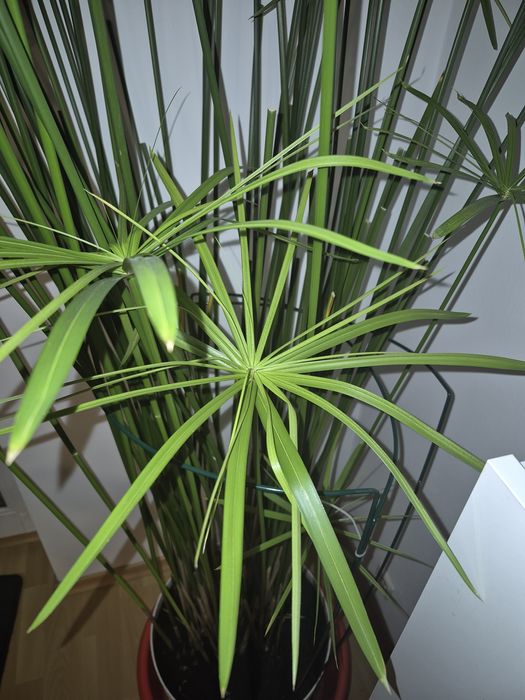 Kwiat, papirus. Cibora 1,9 m