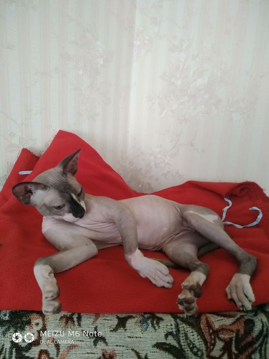 Сфинкс ищет невесту