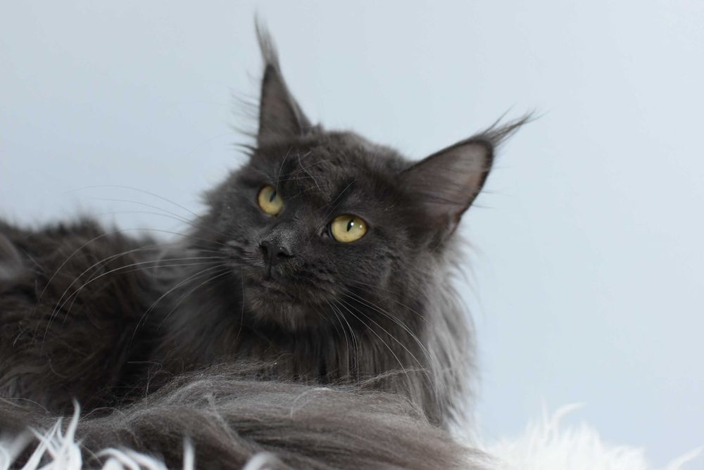 Do Adopcji Kotka Maine Coon /Rodowód FPL