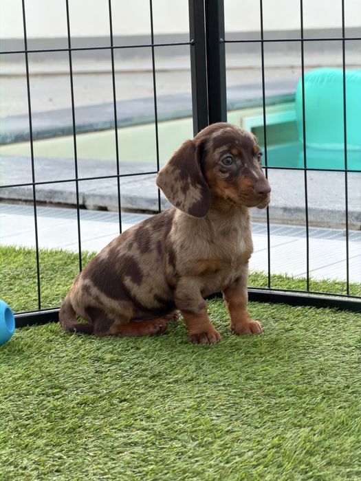Teckel chocolate merle arlequim