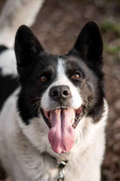 Mix ras Border Collie i Siberian Husky. Mądry, piękny i przyjazny pies