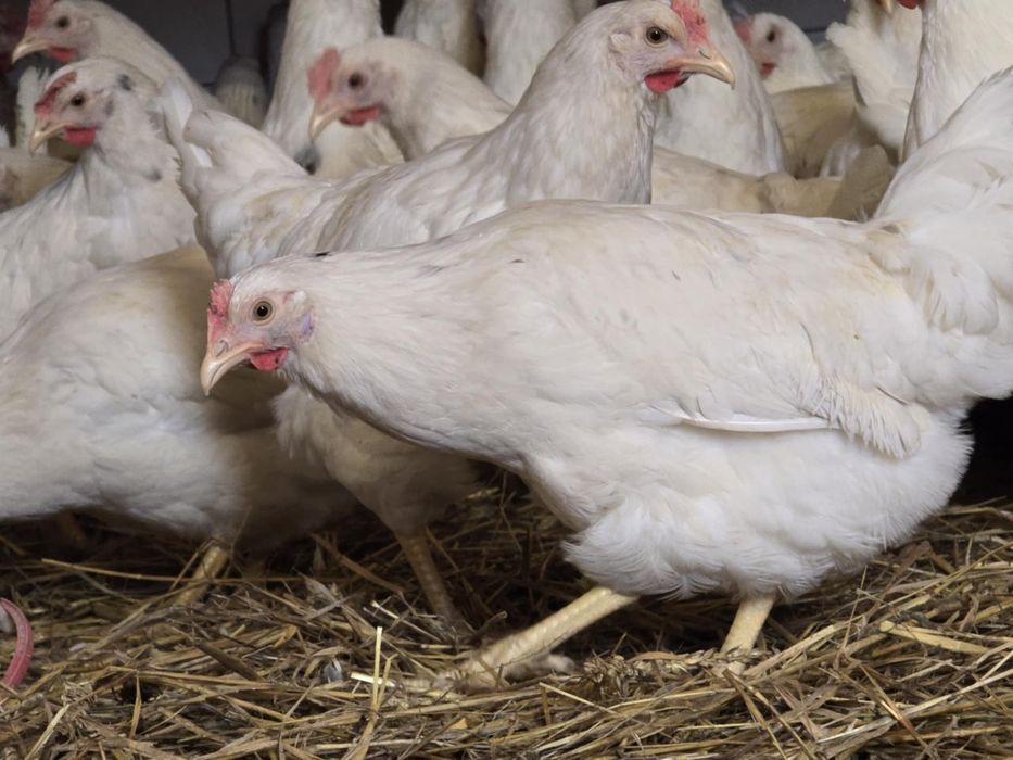 Kury nioski pod jajko! 21 tyg! Dowóz do klienta oraz odbiór osobisty !