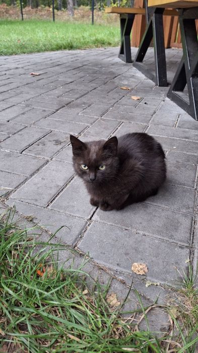 Кошенята шукають дім