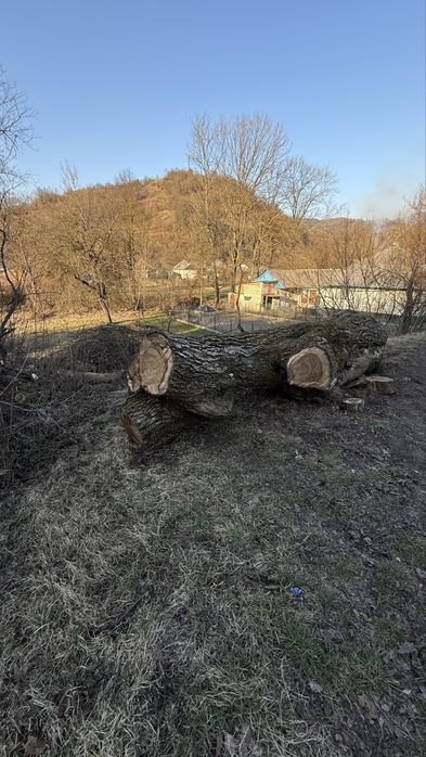 Масив грецького горіха (кругляк)