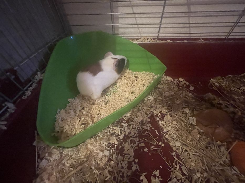 Świnka morska 2 mies