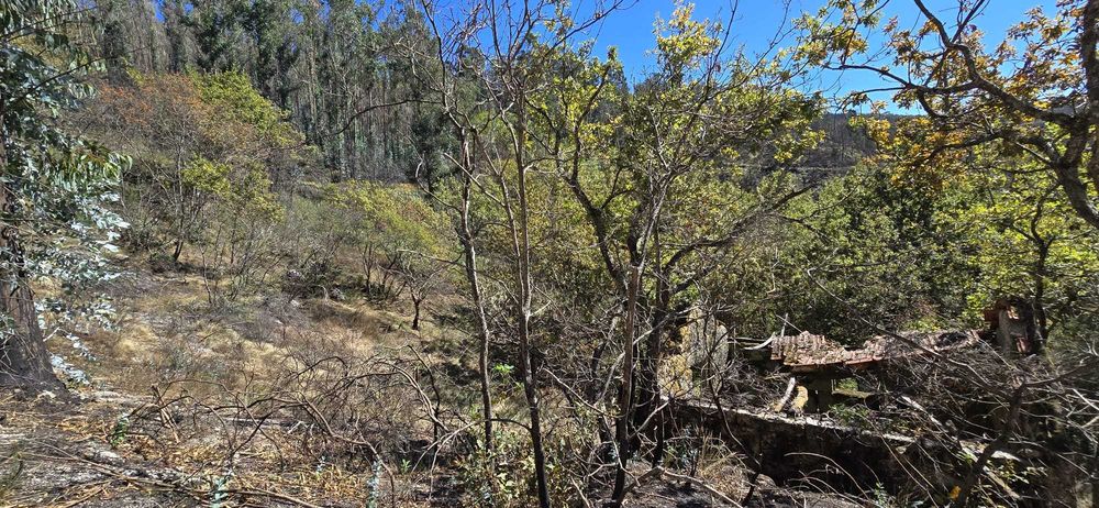 Quinta com Ruínas e Água de Mina – Projeto Off-Grid Total