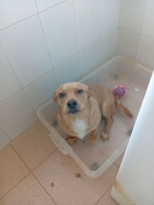 Adoção de animais