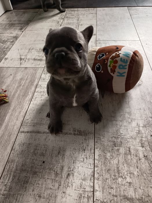 Buldog francuski - suczka