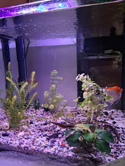 Akwarium 100 litrowe półroczne