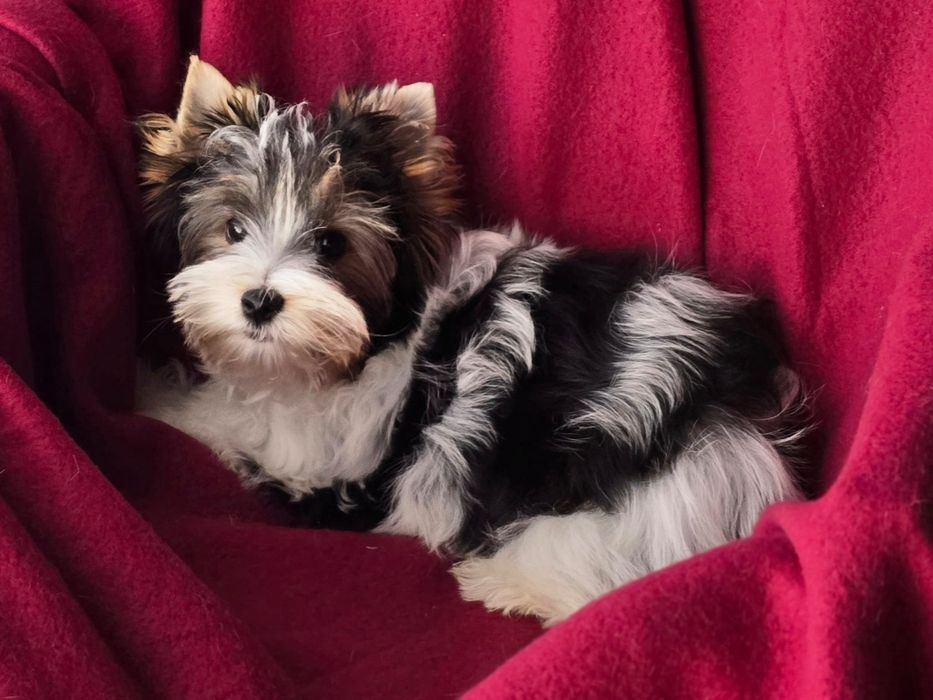 Piesek Yorkshire terrier biewer